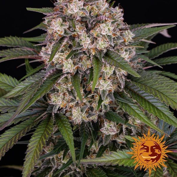 OG Kush Auto (Barney's Farm) feminizowane