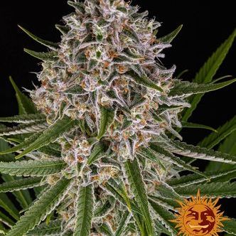 Lemon Haze Automat (Barney's Farm) nasiona marihuany feminizowane