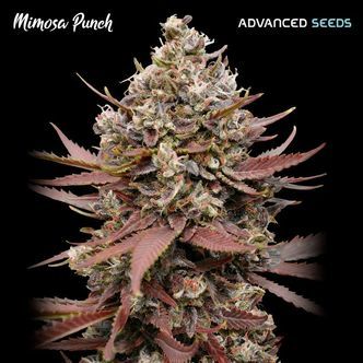 Mimosa Punch (Advanced Seeds) feminizowane