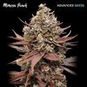Mimosa Punch (Advanced Seeds) feminizowane