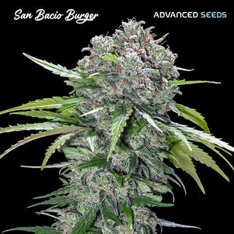 San Bacio Burger (Advanced Seeds) feminizowane