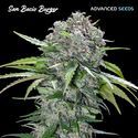 San Bacio Burger (Advanced Seeds) feminizowane