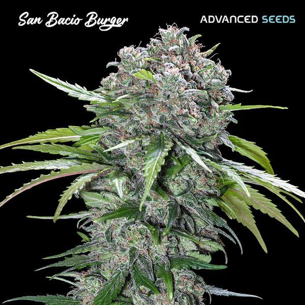 San Bacio Burger (Advanced Seeds) feminizowane
