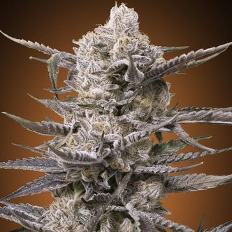 Watermelon OG (Advanced Seeds) feminizowane