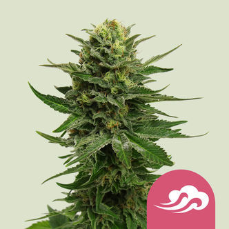 Blue Mystic (Royal Queen Seeds) feminizowane