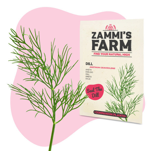 Zestaw nasion ziół do grilla – Zammi's Farm