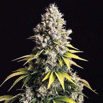 Lemon Cream Kush Automat (Spliff Seeds) feminizowane