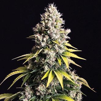 Lemon Cream Kush Automat (Spliff Seeds) feminizowane