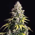 Lemon Cream Kush Automat (Spliff Seeds) feminizowane