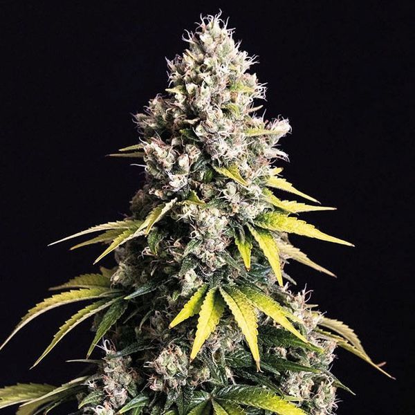 Lemon Cream Kush Automat (Spliff Seeds) feminizowane