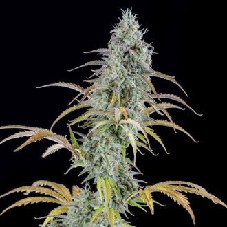 AK Automat (Spliff Seeds) feminizowane