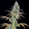 AK Automat (Spliff Seeds) feminizowane