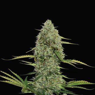 Mega Power Plant Automat (Spliff Seeds) feminizowane