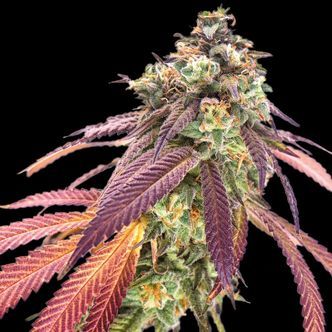 Amnesiac Automat (Spliff Seeds) feminizowane