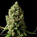 Amnesiac (Spliff Seeds) feminizowane