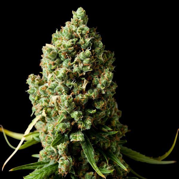 Amnesiac (Spliff Seeds) feminizowane