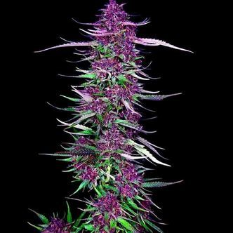 Purple Berry Kush (Spliff Seeds) feminizowane