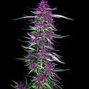 Purple Berry Kush (Spliff Seeds) feminizowane