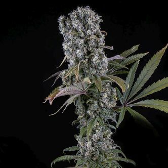 Spliff Cheese Automat (Spliff Seeds) feminizowane