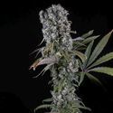 Spliff Cheese Automat (Spliff Seeds) feminizowane