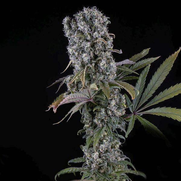 Spliff Cheese Automat (Spliff Seeds) feminizowane