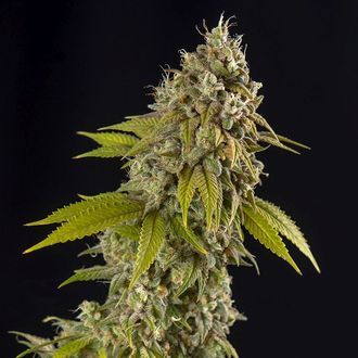 Girl Scout Cookies Automat (Spliff Seeds) Nasiona feminizowane