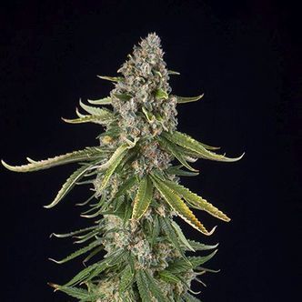 Zkittlez Automat (Spliff Seeds) feminizowane