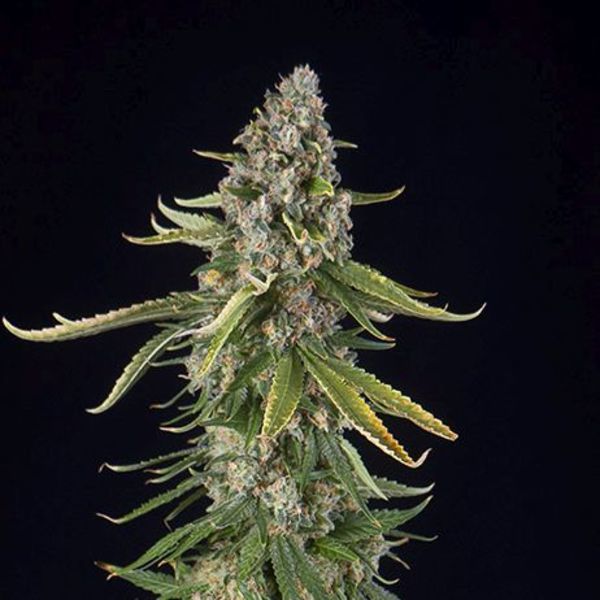 Zkittlez Automat (Spliff Seeds) feminizowane