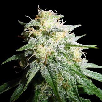 White Widow Automat (Spliff Seeds) feminizowane