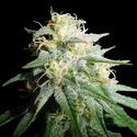 White Widow Automat (Spliff Seeds) feminizowane
