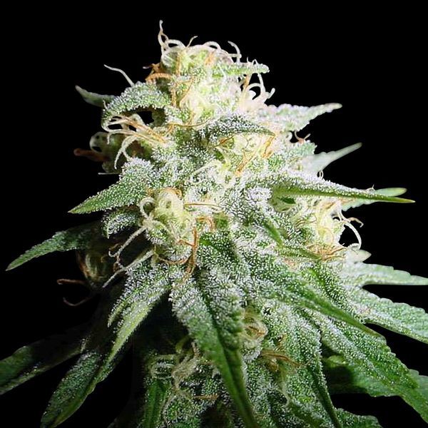 White Widow Automat (Spliff Seeds) feminizowane