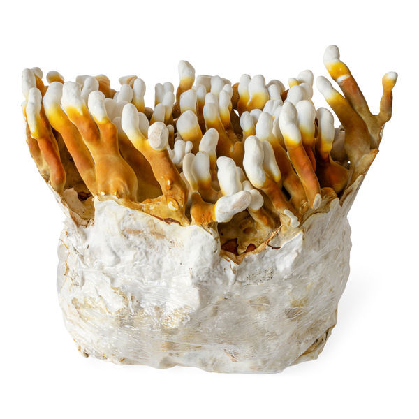 Strzykawka z płynną kulturą Reishi (fufufungu)