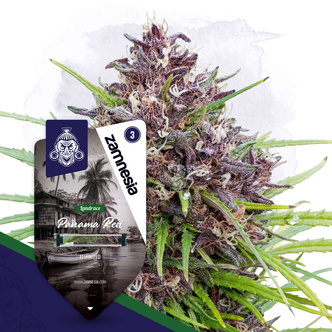 Panama Red (Zamnesia Seeds) feminizowane