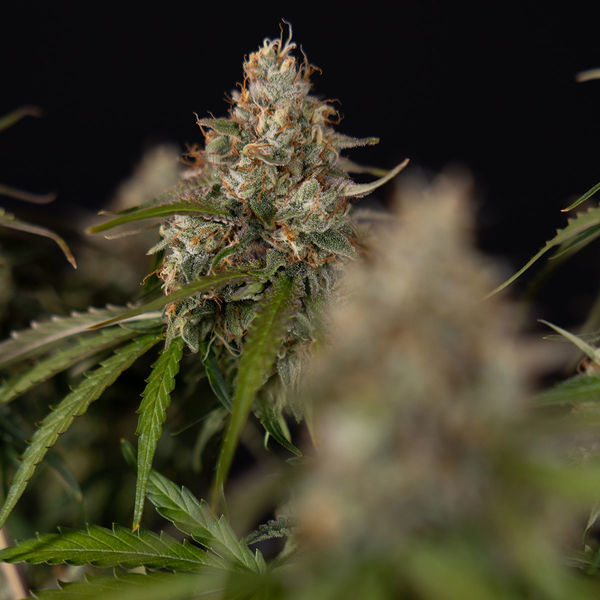 Runtz F1 Automat (Zamnesia Seeds) nasiona marihuany feminizowane