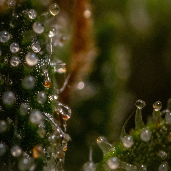 Runtz F1 Automat (Zamnesia Seeds) nasiona marihuany feminizowane