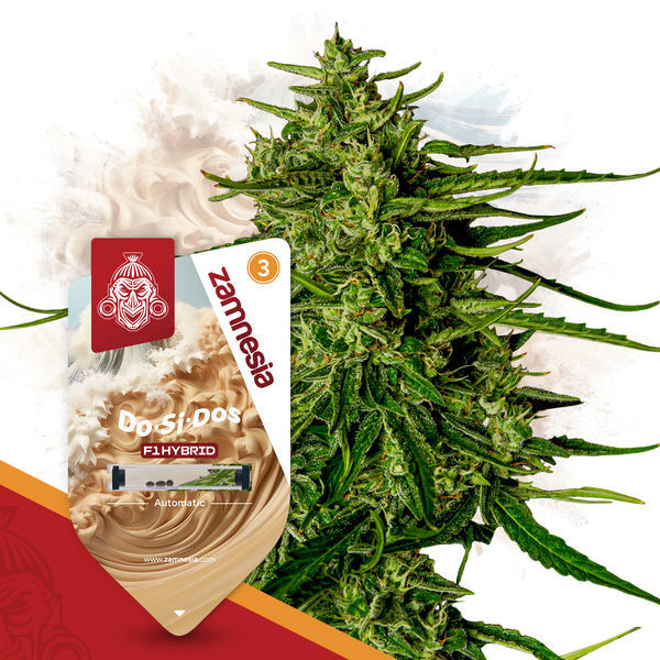 Do-Si-Dos F1 Automat (Zamnesia Seeds) feminizowane