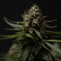 Do-Si-Dos F1 Automat (Zamnesia Seeds) feminizowane
