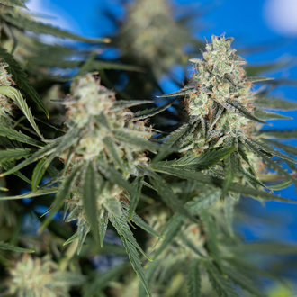 Do-Si-Dos F1 Automat (Zamnesia Seeds) feminizowane