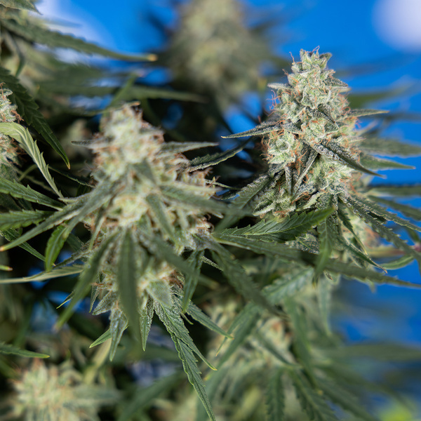 Do-Si-Dos F1 Automat (Zamnesia Seeds) feminizowane