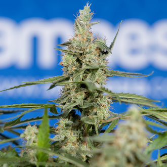 Do-Si-Dos F1 Automat (Zamnesia Seeds) feminizowane