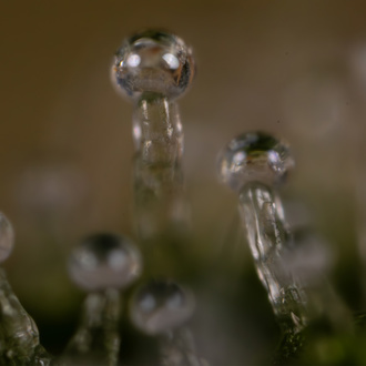 Do-Si-Dos F1 Automat (Zamnesia Seeds) feminizowane