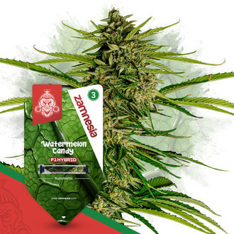 Watermelon Candy F1 Automat (Zamnesia Seeds) feminizowane