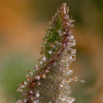 Watermelon Candy F1 Automat (Zamnesia Seeds) feminizowane