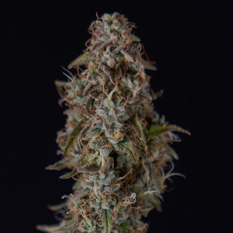 Watermelon Candy F1 Automat (Zamnesia Seeds) feminizowane