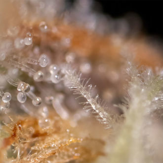 Watermelon Candy F1 Automat (Zamnesia Seeds) feminizowane