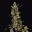 Watermelon Candy F1 Automat (Zamnesia Seeds) feminizowane