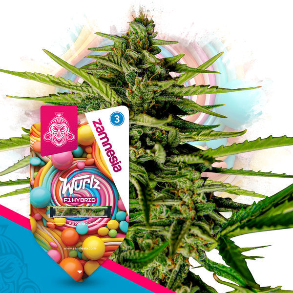 Wurlz F1 Automat (Zamnesia Seeds) feminizowane
