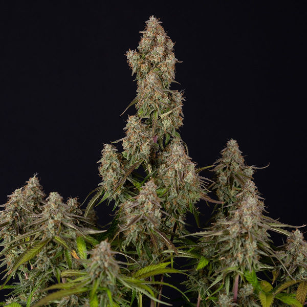 Wurlz F1 Automat (Zamnesia Seeds) feminizowane