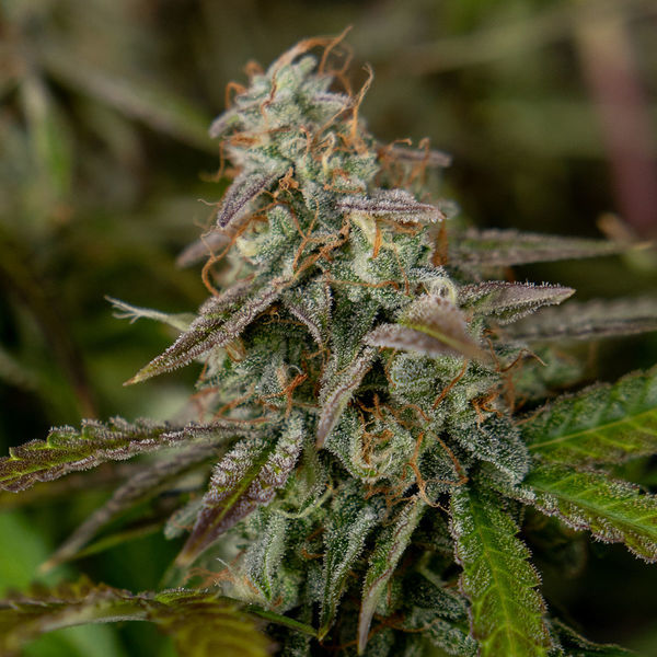 Wurlz F1 Automat (Zamnesia Seeds) feminizowane