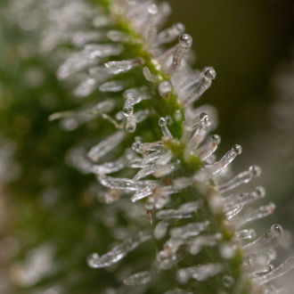 Wurlz F1 Automat (Zamnesia Seeds) feminizowane